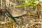 Shot of a spotted crake (Porzana) - a brown bird with a yellow beak searching for food