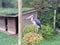 A shot of a stork perched elegantly ontop of a shrub, Paignton Zoo, Devon,UK