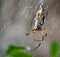 Shot of a stunning Seychelles palm spider perched in its web in Mahe Seychelles