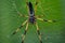 Shot of a stunning Seychelles palm spider perched in its web in Mahe Seychelles