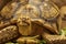 Shot of a sulcata tortoise with a very cool bokeh background suitable for use as wallpaper