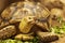 Shot of a sulcata tortoise with a very cool bokeh background suitable for use as wallpaper