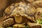 Shot of a sulcata tortoise with a very cool bokeh background suitable for use as wallpaper