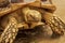 Shot of a sulcata tortoise with a very cool bokeh background suitable for use as wallpaper