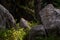 Shot of sunlight crossing the forest floor striking a rock garden