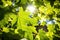 shot of sunlight piercing through lush grape leaves