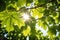 shot of sunlight piercing through lush grape leaves