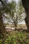 Shot of swamp in spring with early green leafs and dryed branches in water and dryed shrubs