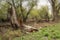 Shot of swamp in spring with early green leafs and dryed branches in water and dryed shrubs