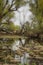 Shot of swamp in spring with early green leafs and dryed branches in water and dryed shrubs