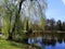 Shot of a tall half green tree next to a pond in Jelenia GÃ³ra, Poland.