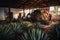 A shot of a tequila distillery in Mexico, with workers tending to the agave plants and stills, emphasizing the traditional and