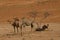 Shot of three camels in the middle of the desert