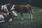 Shot of three white and brown cattle pasturing in the grass field