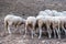 Shot of trimmed sheep drinking water from metal water container