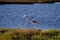Shot of two American Flamingos drinking water in the Ebro Delta, view from the back