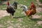 Shot of two angry roosters with multicolored feathers walking outside