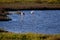 Shot of two cute American flamingos hunting fish in the water of the Ebro Delta