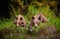 Shot of two cute bears lying on the wet grass at daytime