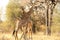 Shot of two cute and tall giraffes on Safari in South Africa