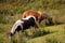 Shot of two horses, one black and white, and one brown, pasturing in a field on a sunny day