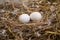 Shot of two pigeon eggs laying in a nest made up of dried straws with nest in foreground