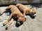 shot of two rufous blue and white american staffordshire pit bulls lying on their side, on their sides, side by side