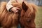 Shot of unrecognizable child gently touching cute chestnut pony mane