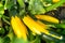 Shot of unripe yellow and green squash