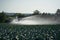 Shot of the watering process of cabbage plantation