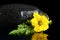 Shot of wet zucchini flower, zucchini on black