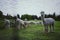 Shot of white Huacaya alpaca llamas grazing in green yard near metal fence under cloudy sky