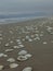 Shot of white seashells scattered on the sandy beach
