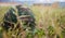 Shotgun on easel. Front side of weapon with close up view on blurred nature background.