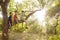 Shoto of three young boys siting on a tree n a garden or wild forest at sunset or sunrise and looking at camera