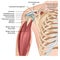 Shoulder anatomy 3d medical  illustration with arm muscles