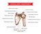 Shoulder anatomy sketch, scapula and humerus bone