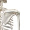 The shoulder bones