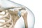 Shoulder or glenohumeral joint close-up 3D rendering illustration isolated on white with copy space. Human skeleton anatomy,