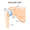 Shoulder glenohumeral joint. Human anatomy