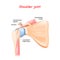 Shoulder joint anatomy