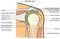 Shoulder joint anatomy infographic diagram physiology physiotherapy medical science