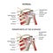 Shoulder-scapular periarthritis, medical vector illustration