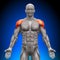 Shoulders / Deltoid - Anatomy Muscles
