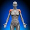 Shoulders / Deltoid - Female Anatomy
