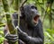 Shouting a Angry Chimpanzee. The chimpanzee (Pan troglodytes) shouts in rain forest, giving signs to the relatives.