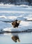 The Shouting Bald eagle Haliaeetus leucocephalus