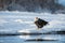 Shouting Bald Eagle on snow. The shouting Ba;d Eagle sits on snow to river Chilkat.