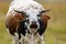 Shouting cow in field