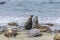 Shouting and fighting male young sea lions